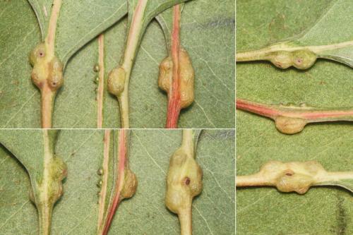 Réf. 196 073 : Leptocybe invasa